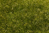 Grass, Detail of a grassy area.