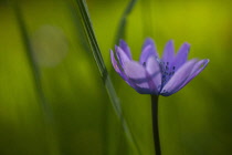 Anemone, Anemone heldreichi, Hortensis, Side view of mauve coloured flower growing outdoor.