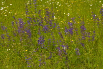 Salvia, Wild Salvia, Blue Sage, Salvia Patens, Mass of purple flowers growing outdoor in field of buttercups.