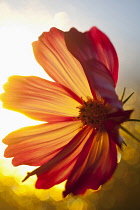 Cosmos, Backlit shot of orange coloured flower growing outdoor.