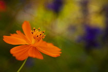 Cosmos, Side view of orange coloured flower growing outdoor.
