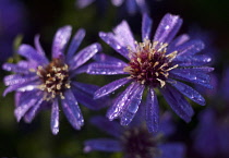 Aster, Close up view of purple coloured flowers with water droplets, growing outdoor.