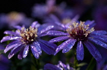 Aster, Close up view of purple coloured flowers with water droplets, growing outdoor.