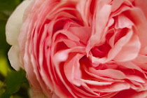 Rose, Rosa, Close up detail of pink coloured flower showing pattern of petals.