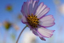 Cosmos, Low side view of mauve coloured flower growing outdoor showing stamen.