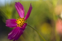 Cosmos, Side view of pink coloured flower growing outdoor showing stamen.