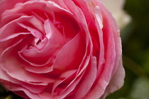 Rose, Rosa, Close up detail of pink coloured flower showing pattern of petals.