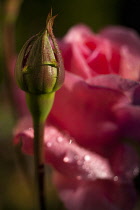 Rose, Rosa, Pink coloured flowers growing outdoor with bud in the foreground.