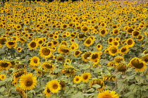 Sunflower, Helianthus, A field of sunflowers near Sandeep in the Dordogne, France