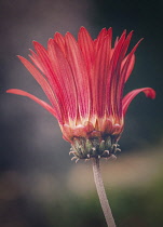 Gerbera, Red Crowned Daisy, Gebera Jamesonii, A red crowned daisy in the flower borders of Hidcote Gardens.