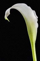 Lily, Calla Lily, Zantedeschia, Studio image of white flower with green stem and leaf.