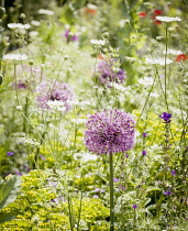 Allium, Allium Giganteum, Giant alliums in a garden meadow of wild flowers.