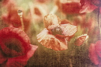 Poppy, Papaveraceae, Creative image of poppies in a field in Watchfield, near Swindon, Wiltshire.