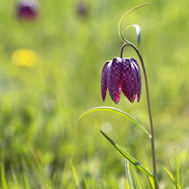 Fritillaria, Snakeshead Fritilliary, A snakeshead fritilliary growing wild in a field in Ducklington nr Witney, Oxfordshire