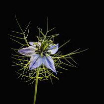 Nigella, Love In A Mist, Nigella Damascena, Close-up studio image Nigella Damascenaaka Lovers Mist.