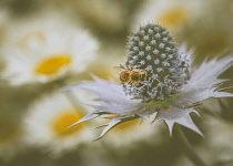 Globe Thistle, Echinops, Bee on a globe thistle in the kitchen gardens of Buckland Abbey, Cornwall.