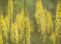 Golden Rod, Dicotyledon, Growing outdoor.