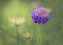 Scabious, Scabiosa, Close up of scabious growing in wild flower meadows.