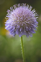 Scabious, Scabiosa, Close up of scabious growing in wild flower meadows.