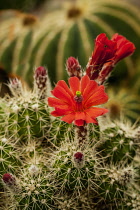 Cactus, Flowering cacti close-up showing red flower.