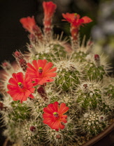 Cactus, Flowering cacti close-up showing red flower.