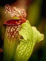 Pitcher, Nepenthes, Carniverous pitcher plant close-up.