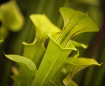 Pitcher, Nepenthes, Carniverous pitcher plant close-up.