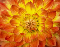 Dahlia,  Comositae, Close up of a heart of a flawless Dahlia.