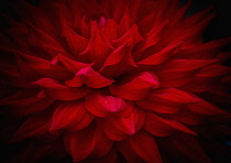 Dahlia, Close-up detail of flower showing red petals.