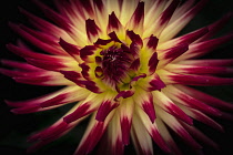 Dahlia, Close-up of red and cream coloured flower showing detail of petal pattern.