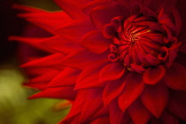 Dahlia, Close-up detail of flower showing red petals.