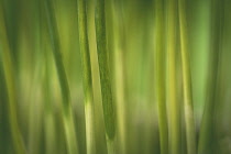 Grass, Miscanthus Sinensis, Poaceae, Close-up detail of plant growing outdoor.