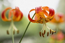 Lily, Tiger Lily, Lilium Lancifolium, Close-up of flower growing outdoor showing petals and stamen.