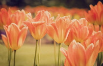 Tulip, Tulipa, Orange coloured flowers growing outdoor showing petals.