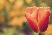 Tulip, Tulipa, Orange coloured flowers growing outdoor showing petals.
