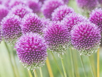 Allium, Roundheaded Leak, Allium Sphaerocephalon, Close-up of purple coloured flowerheads growing outdoor.