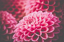 Dahlia , Close-up detail of pink coloured flower showing petal detail pattern.