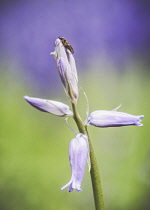 Bluebell, Hyacinthoides Non-Scripta, Close-up of mauve coloured flower growing outdoor.