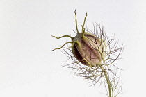 Nigella, Love In A Mist, Nigella Damascena, Studio shot against white background.