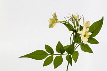 Honeysuckle, Lonicera Periclymenum, Studio shot of yellow flower against white background.