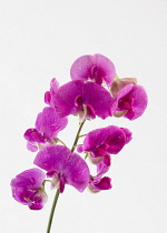 Sweet Pea, Lathyrus, Studio close-up of pink colured flowers.