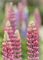 Lupin, Lupinus, Red Lupins in full bloom after a shower of rain.