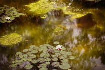 Water Lily, Nymphaeaceae, Monet inspired shotof the water lily pond.