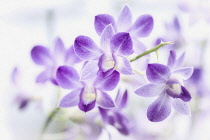 Orchid, Orchid Dendrobium, Close-up detail of mauve coloured flowers.