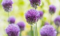 Allium, Roundheaded Leak, Allium Sphaerocephalon, Close-up of purple coloured flowerheads growing outdoor.