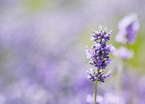 Lavender, Lavandula, Close-up detail of mauve coloured flower growing outdoor.