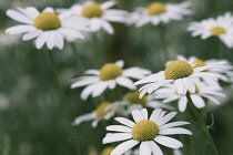 Daisy, Daisy Bellis, Side view of flowers with white petals and yellow stamen growing outdoor.