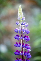 Lupin, Lupinus, Red Lupins in full bloom after a shower of rain.