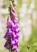 Foxglove, Digitalis, A bee caught in mid-flight approaching pink coloured flowers.