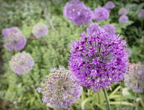 Allium, Allium Hollandicum, A border full of mauve coloured flowers after a shower of rain.